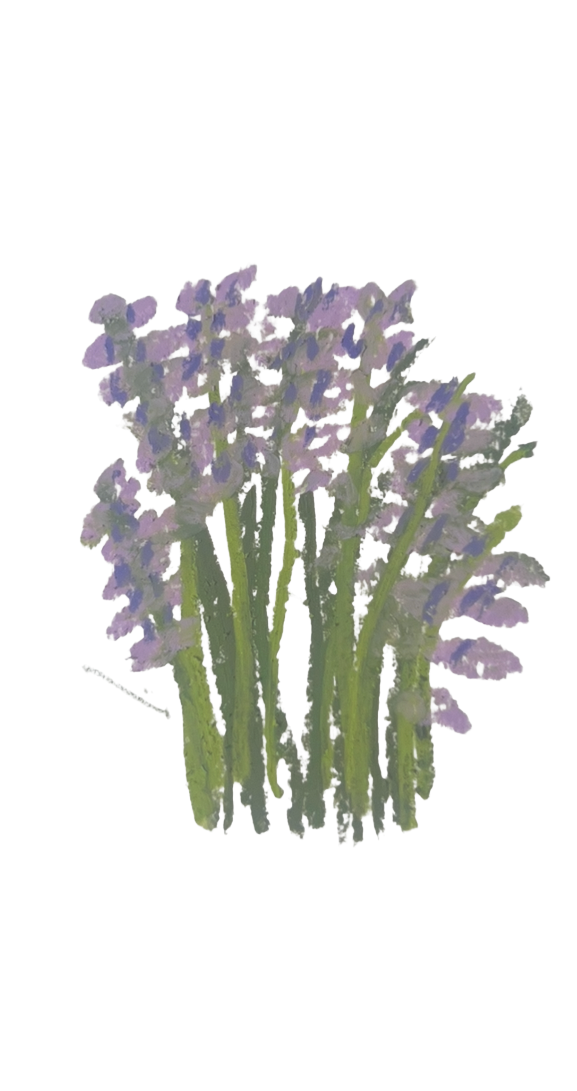 Lavender